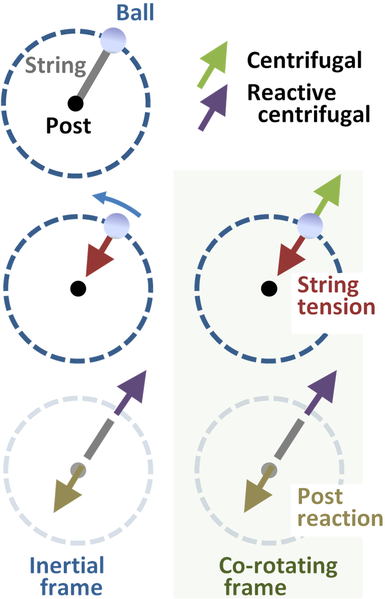Illustration of Centrifugal Force, via Wikipedia Commons